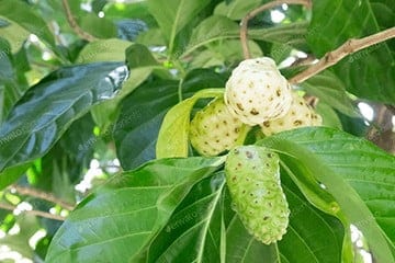 noni organic (1) noni organic calivita